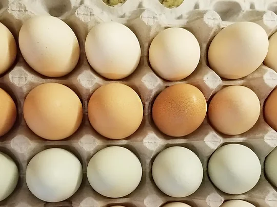 قیمت روز هر شانه تخم مرغ