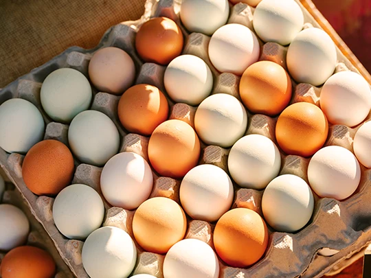 نرخ تخم مرغ امروز