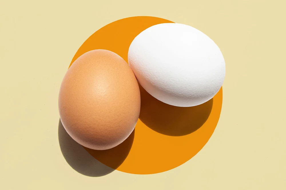 عمده فروشی تخم مرغ مشهد