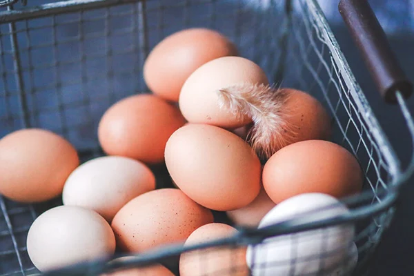 شرکت پخش تخم مرغ