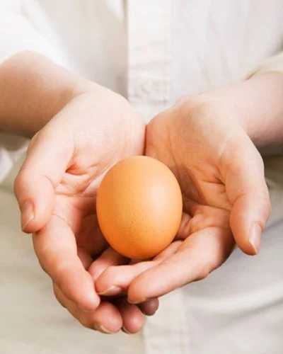 خریدتخم مرغ مشهد